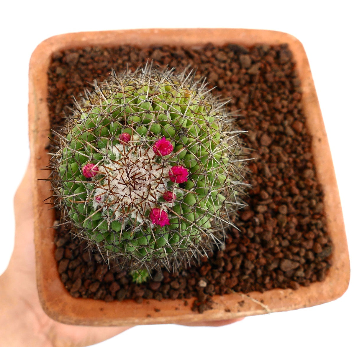 Mammillaria polythele (Guanajuato, Mexico)