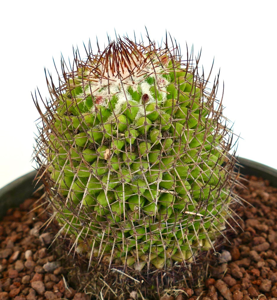 Mammillaria polythele (Guanajuato, Mexico)