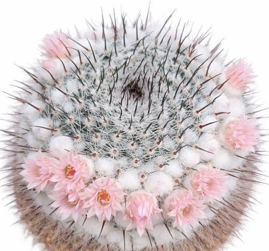Cactus Mammillaria ritteriana avec des épines blanches et de délicates fleurs roses disposées en cercle
