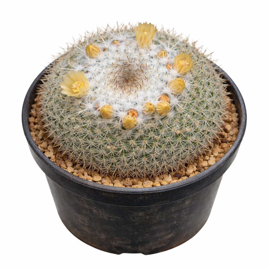 Mammillaria rosensis SAMEN