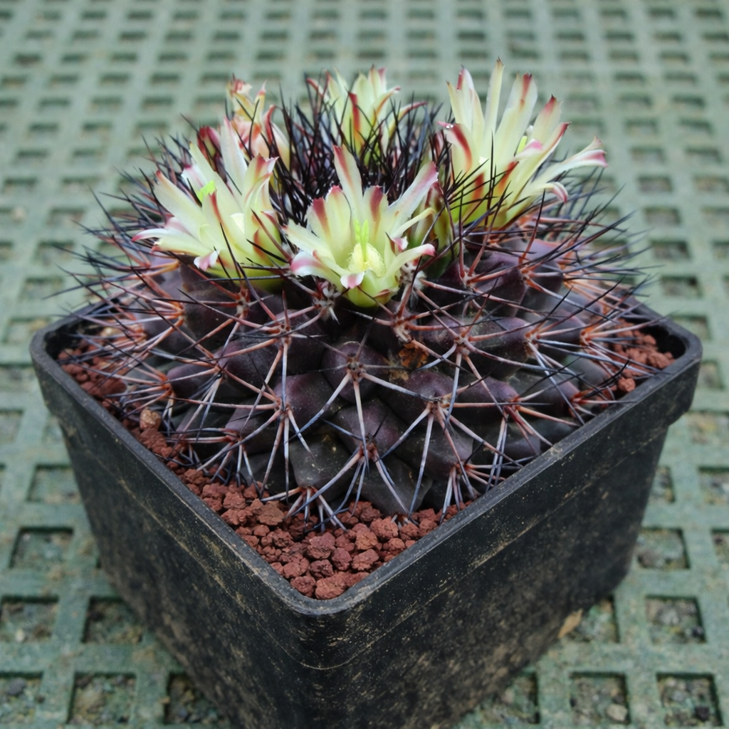 Cactus Mammillaria rubida con espinas oscuras y flores amarillo pálido en maceta negra