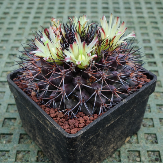 Cactus Mammillaria rubida avec des épines foncées et des fleurs jaune pâle dans un pot noir