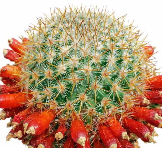 Cactus Mammillaria ruestii avec des épines denses et des grappes de fruits tubulaires rouges vibrants