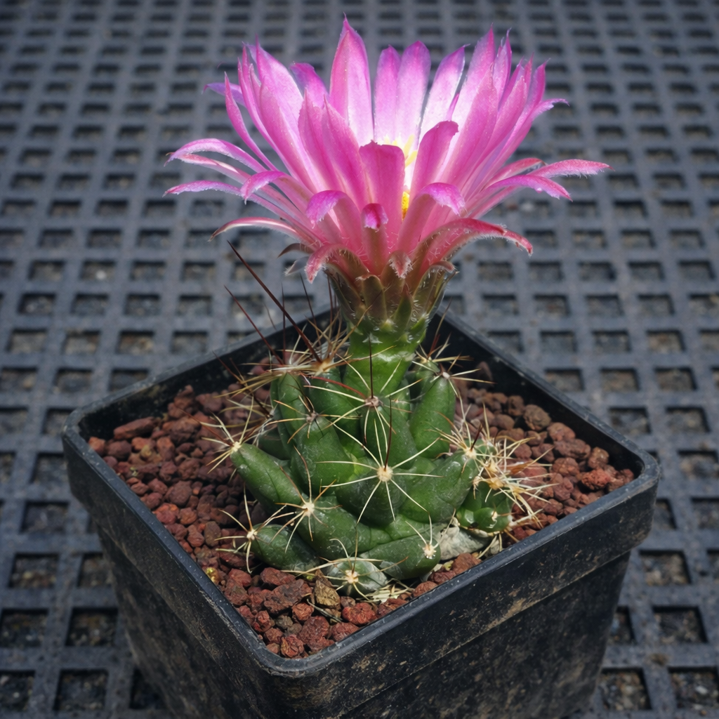 Mammillaria runyonii-kaktus med blomstrende rosa blomst i svart firkantet potte