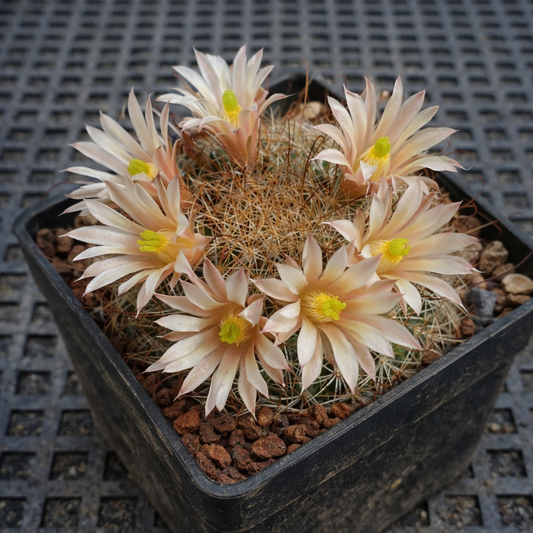 Cactus Mammillaria saffordii avec des fleurs pêche pâle et des épines denses dans un pot noir