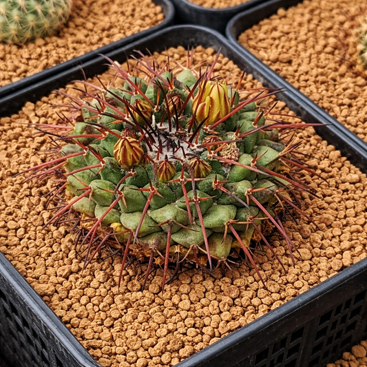 Graines de Mammillaria saint-pieana