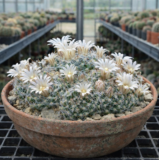 Cactus Mammillaria sanlouisensis avec fleurs blanches en pot en terre cuite dans une serre