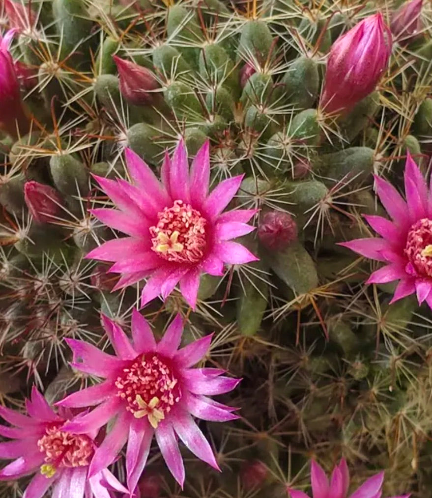 Mammillaria scheidweileriana-kaktus med livlige rosa stjerneformede blomster og skarpe pigger