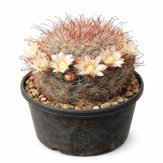Cactus Mammillaria schelhasei avec de délicates fleurs rose pâle dans un pot noir
