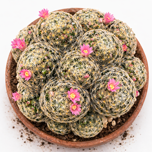 GRAINES de Mammillaria schiedeana