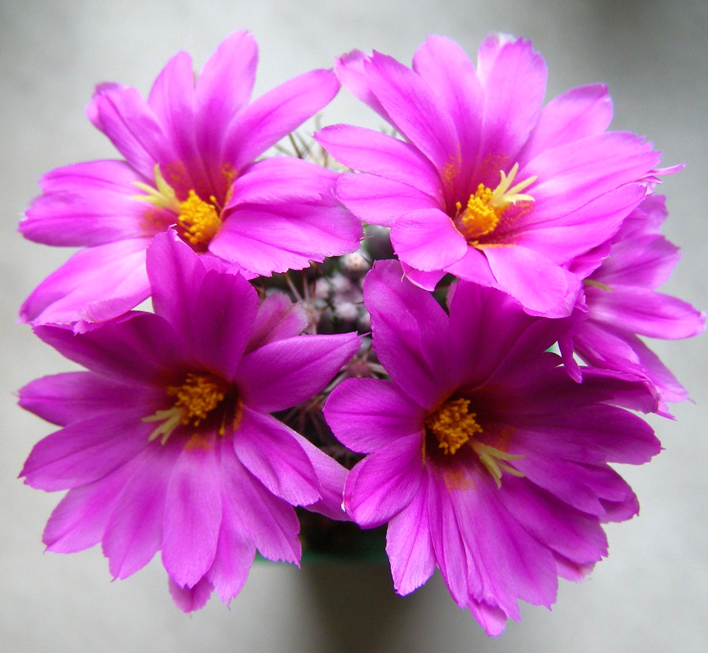 Top view of Mammillaria schumannii in bloom with four pink flowers