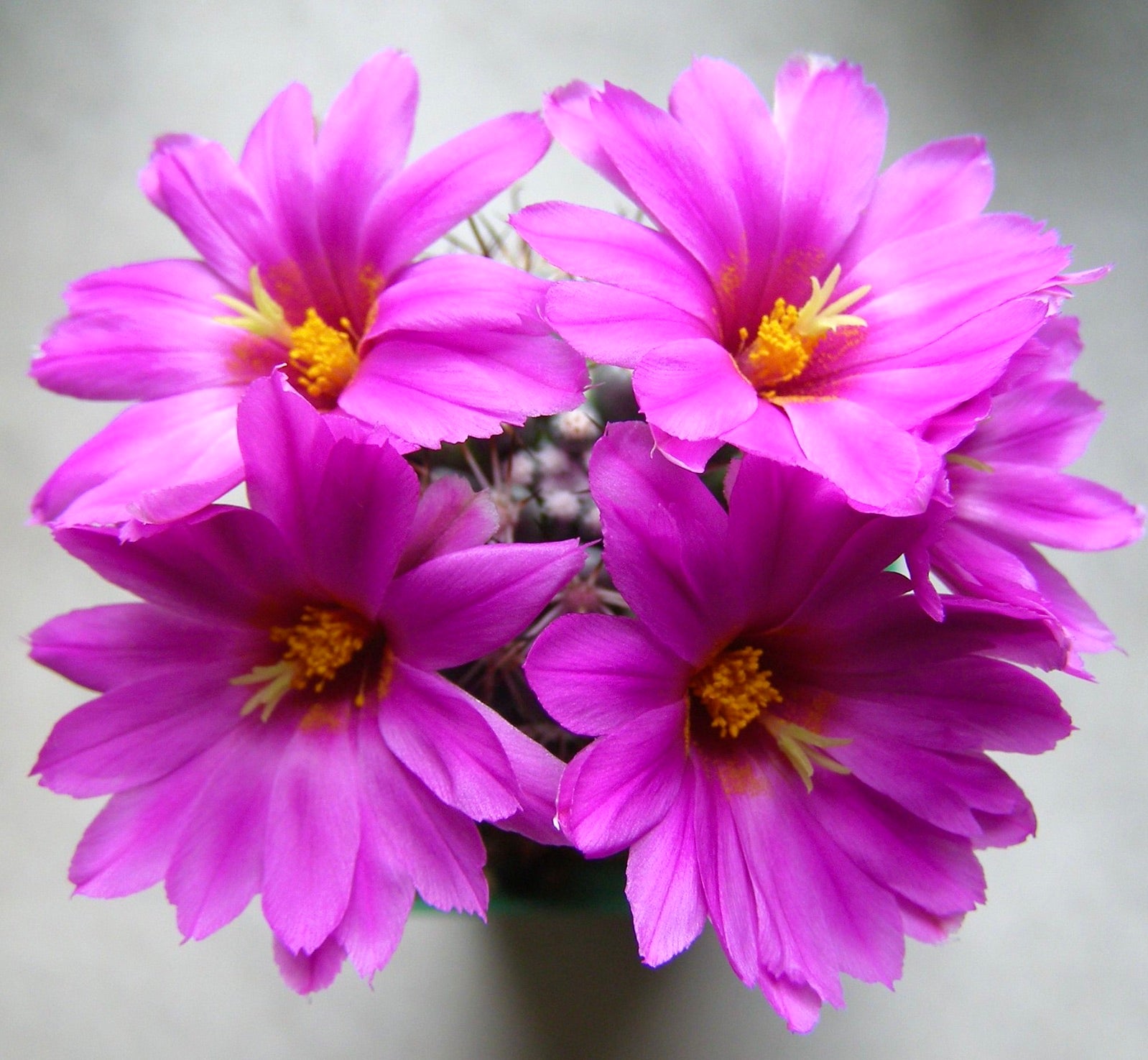 Top view of Mammillaria schumannii in bloom with four pink flowers