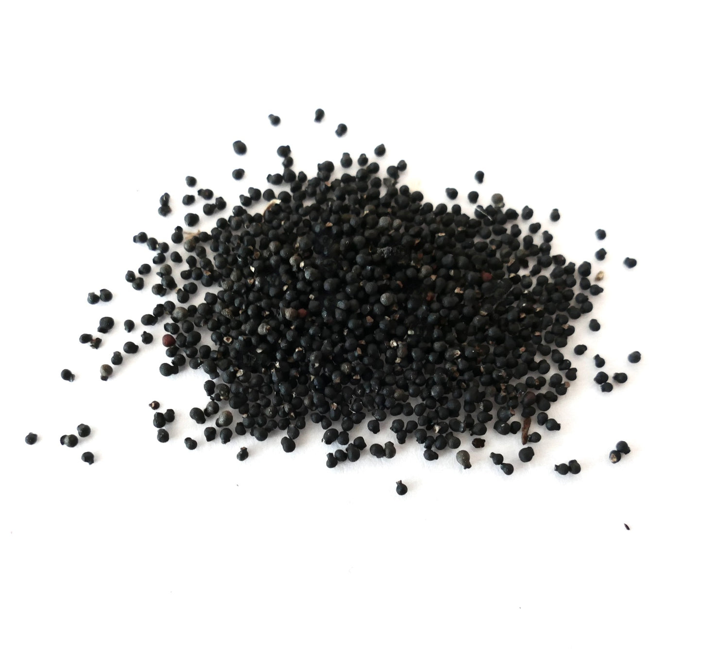 About three hundred small black seeds of Mammillaria schumannii on a white surface