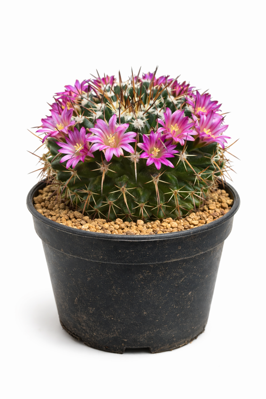 Mammillaria seitziana REP 1109 SEEDS
