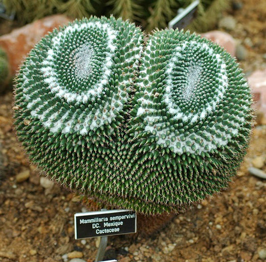 Mammillaria sempervivi dense spiny succulent cactus with spiral growth pattern