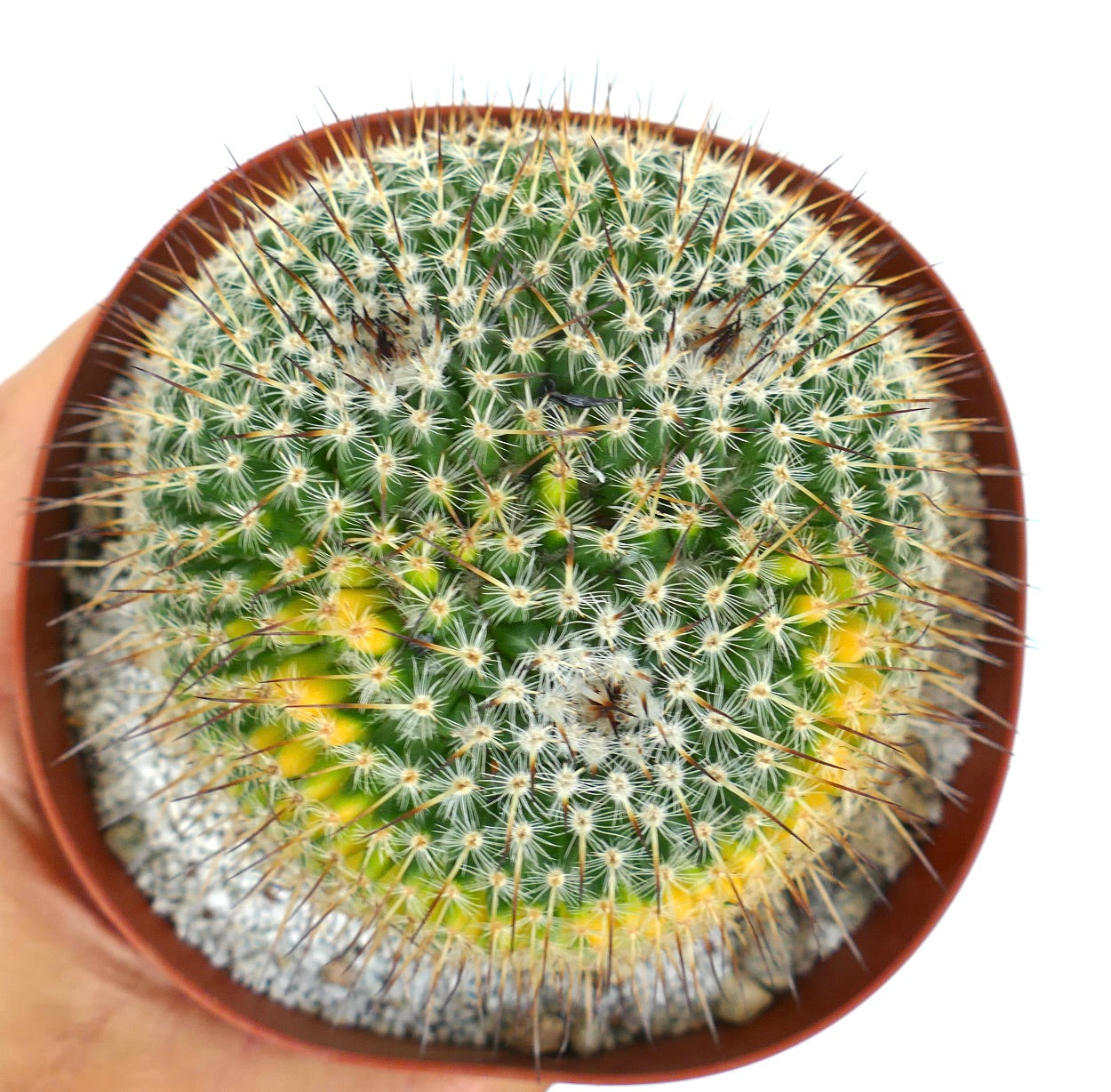 Mammillaria sempervivi 3 HEADS VARIEGATED