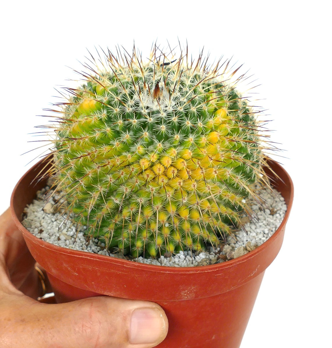 Mammillaria sempervivi 3 HEADS VARIEGATED