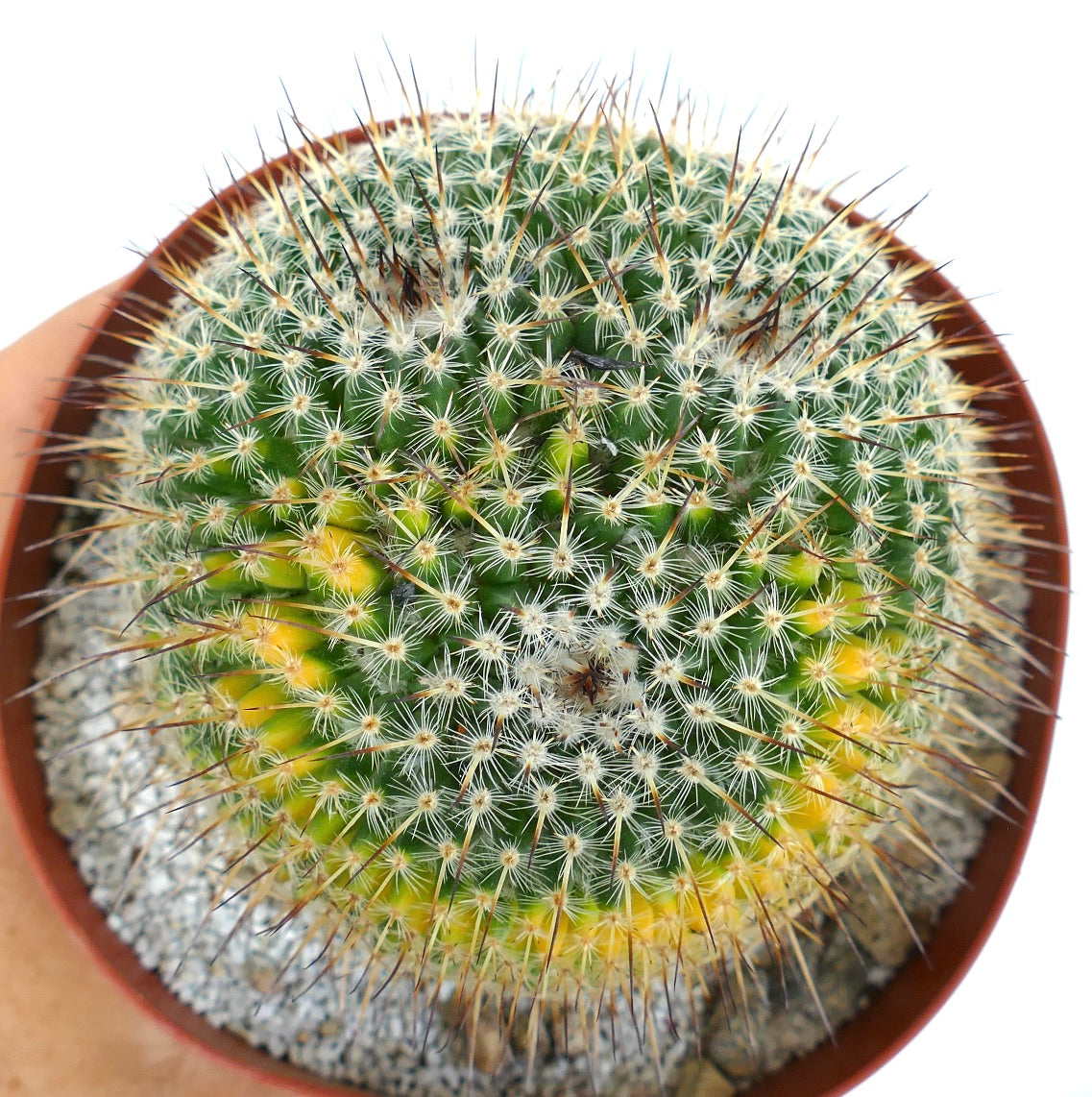 Mammillaria sempervivi 3 HEADS VARIEGATED