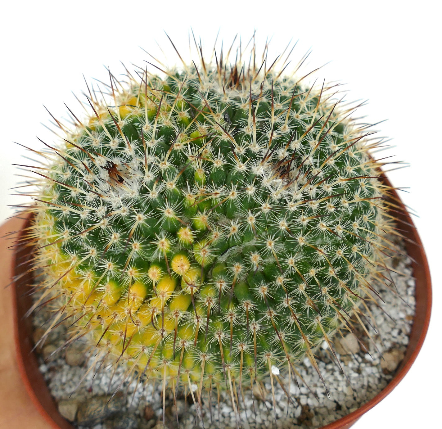 Mammillaria sempervivi 3 HEADS VARIEGATED