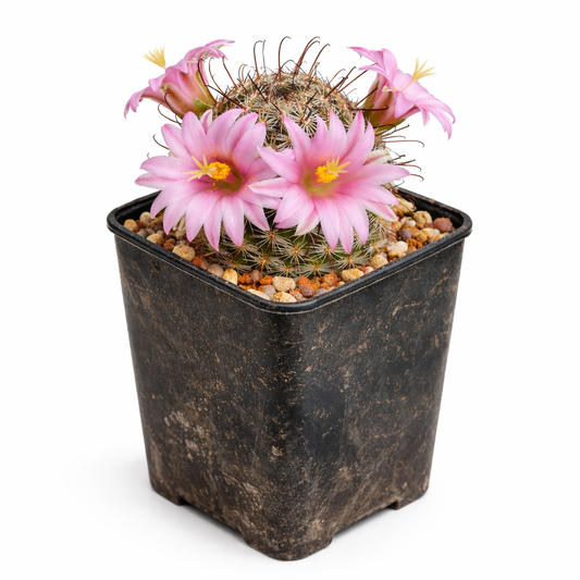 Petit cactus Mammillaria sheldonii avec des fleurs roses dans un pot en plastique noir