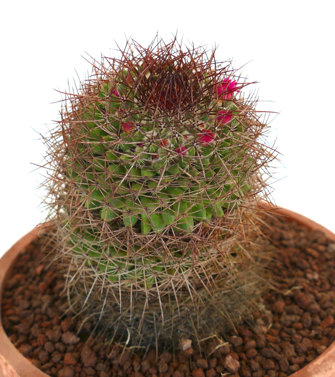 Mammillaria xochipilli (San Jose del Oro)