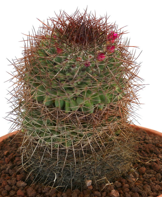 Mammillaria xochipilli (San Jose del Oro)