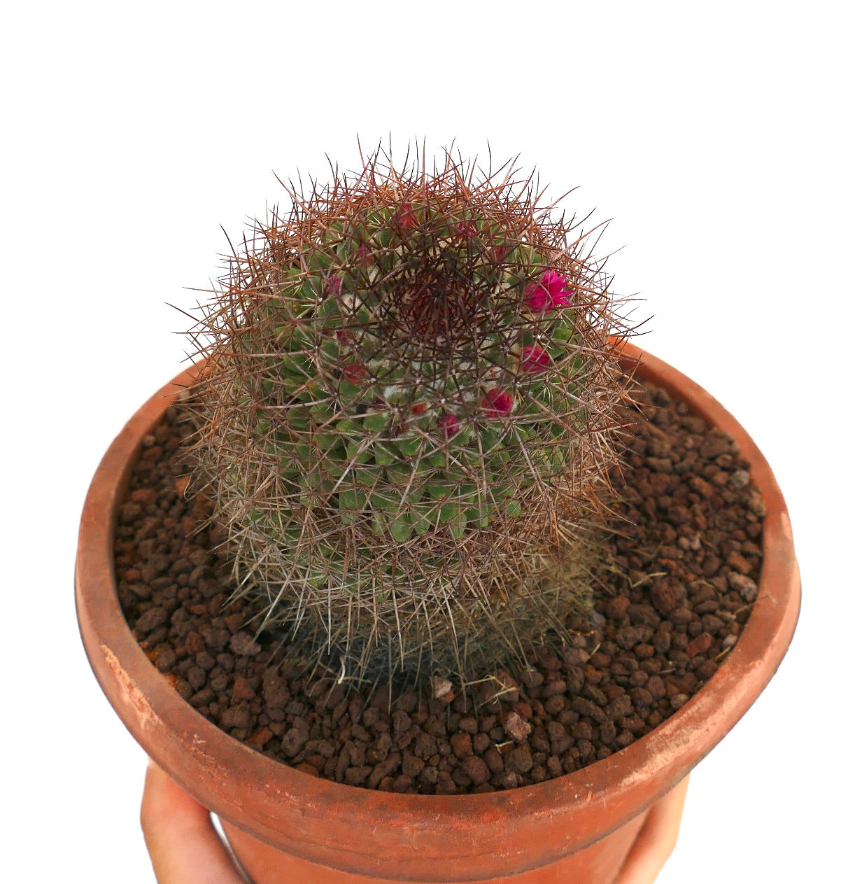 Mammillaria xochipilli (San Jose del Oro)