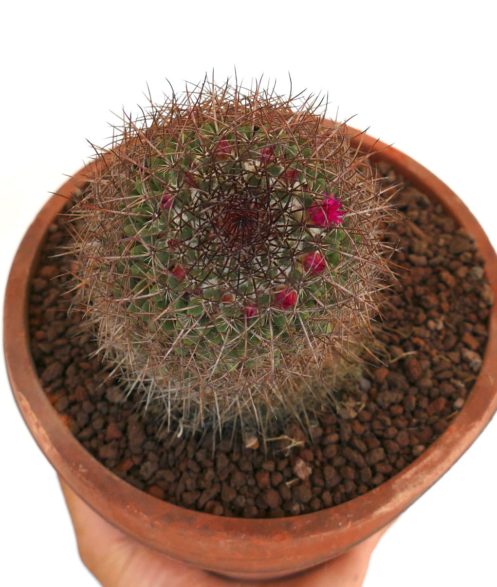 Mammillaria xochipilli (San Jose del Oro)