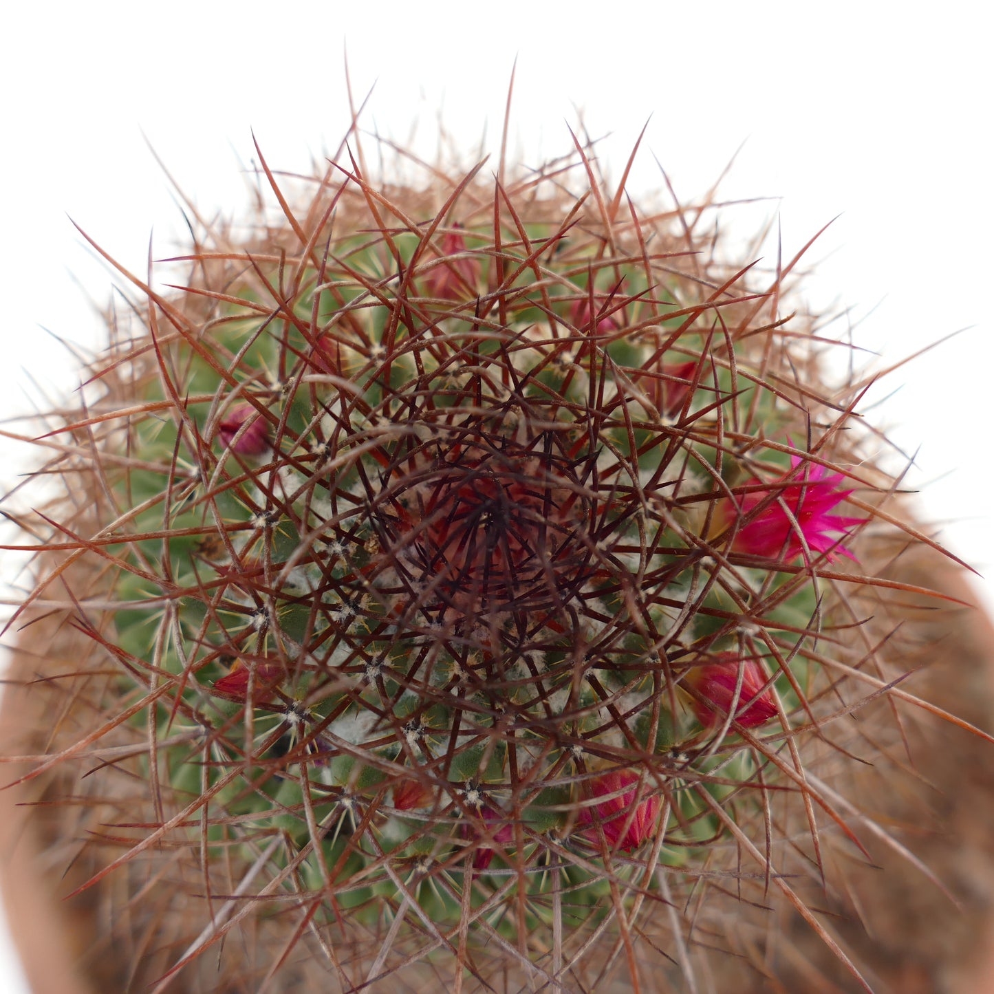 Mammillaria xochipilli (San Jose del Oro)