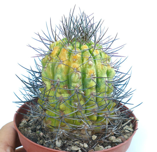 Matucana madisoniorum cactus in a pot, with ribbed green body showing yellow variegation and covered in long dark spines.