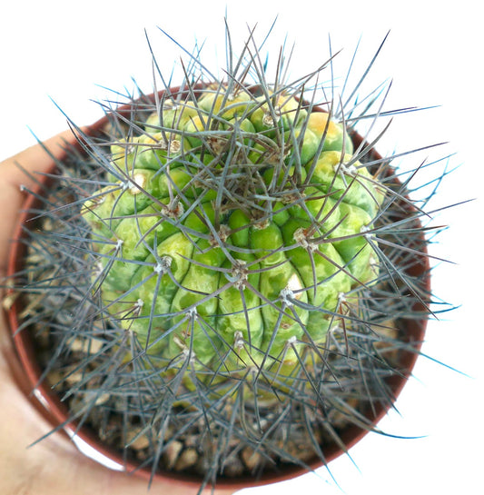 Top view of Matucana madisoniorum, highlighting its rounded ribbed structure with green and yellow tones and sharp radial spines.
