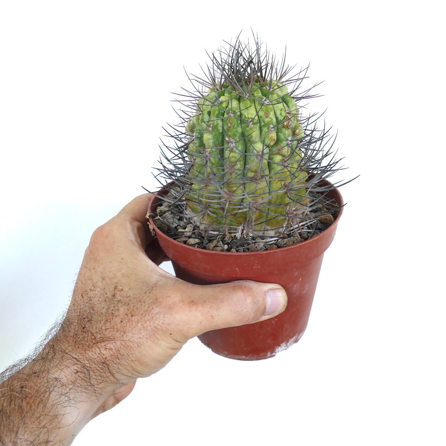 Topfgewachsene Matucana madisoniorum, gehalten in einer Hand, zeigt einen säulenförmigen, gerippten Körper mit verstreuten gelben Flecken und langen grau-schwarzen Stacheln.