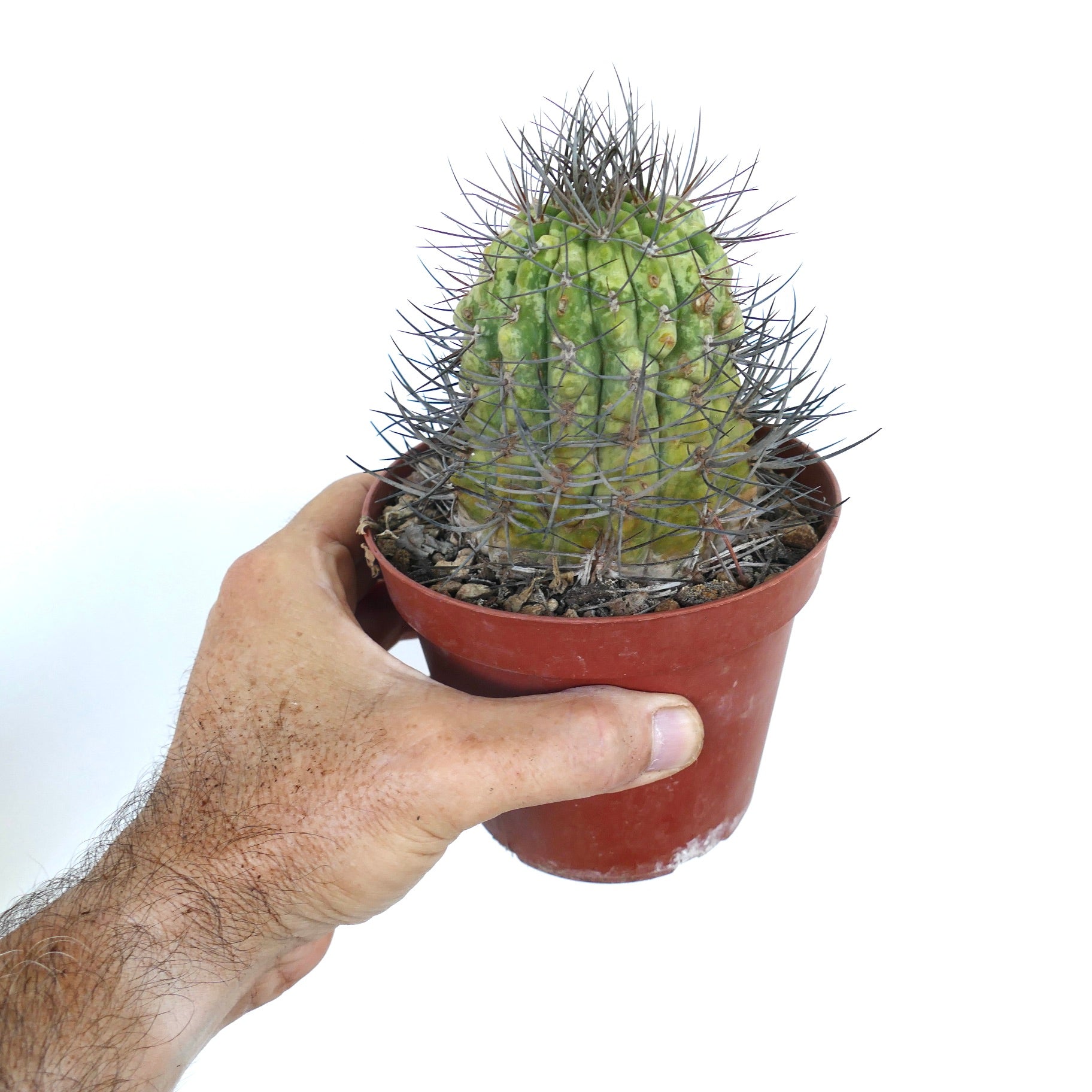 Topfgewachsene Matucana madisoniorum, gehalten in einer Hand, zeigt einen säulenförmigen, gerippten Körper mit verstreuten gelben Flecken und langen grau-schwarzen Stacheln.