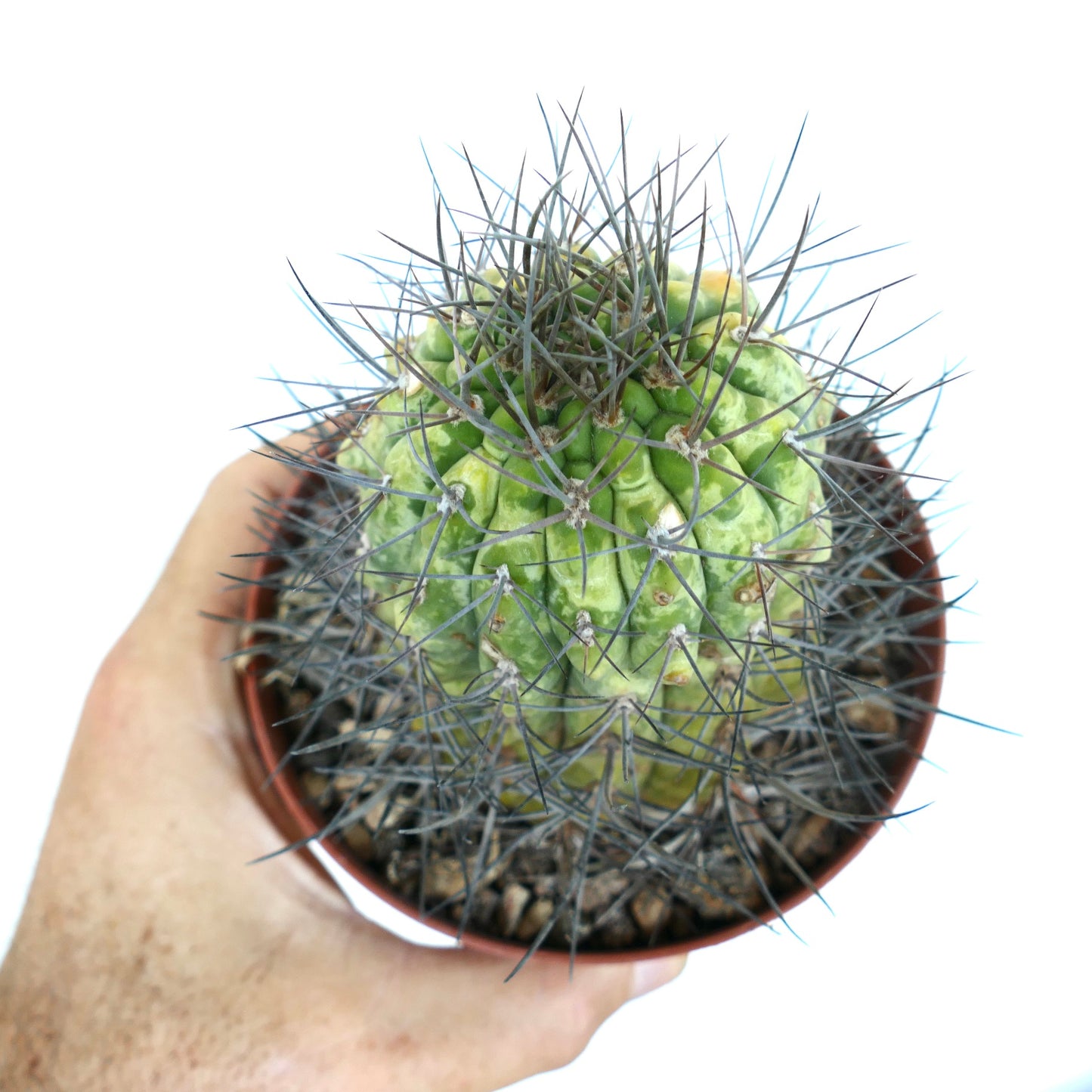 Draufsicht auf den Kaktus Matucana madisoniorum mit kreisförmigen Rippen, leuchtend grüner Farbe und dichten, langen Stacheln, die nach außen strahlen.