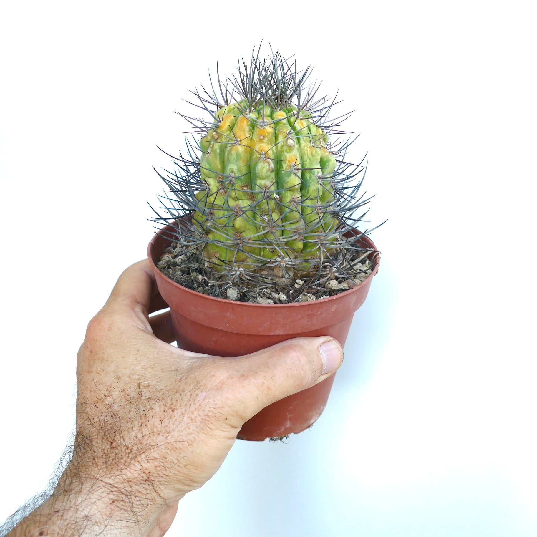 Matucana madisoniorum in einem kleinen braunen Topf, mit grün-gelb gesprenkeltem Körper und langen scharfen Stacheln, gehalten in einer Hand.