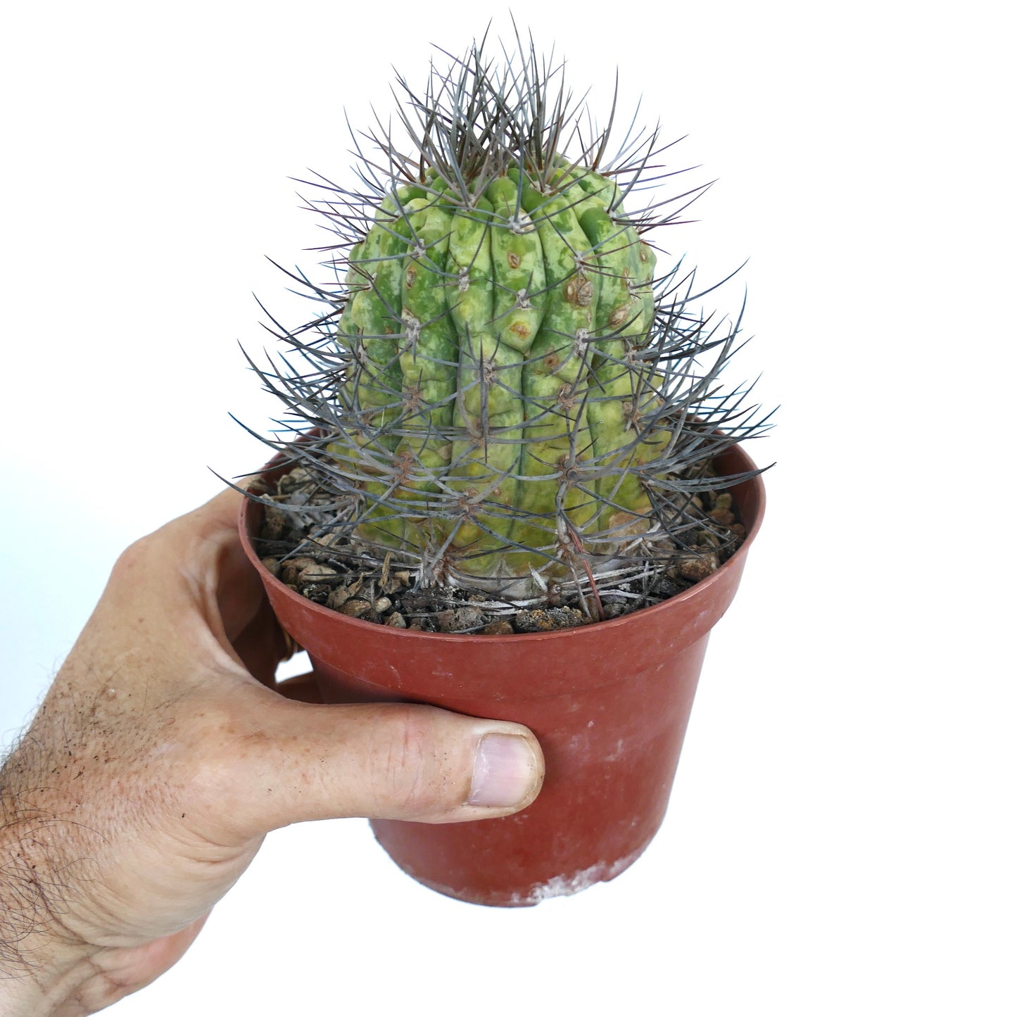 Seitenansicht des Matucana madisoniorum-Kaktus mit geripptem grünem Stamm, gelb gefleckten Stellen und auffälligen Stacheln.