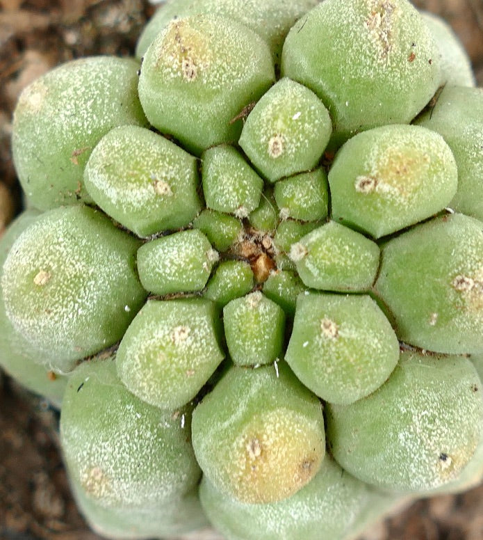 Matucana madisoniorum form KIKKO