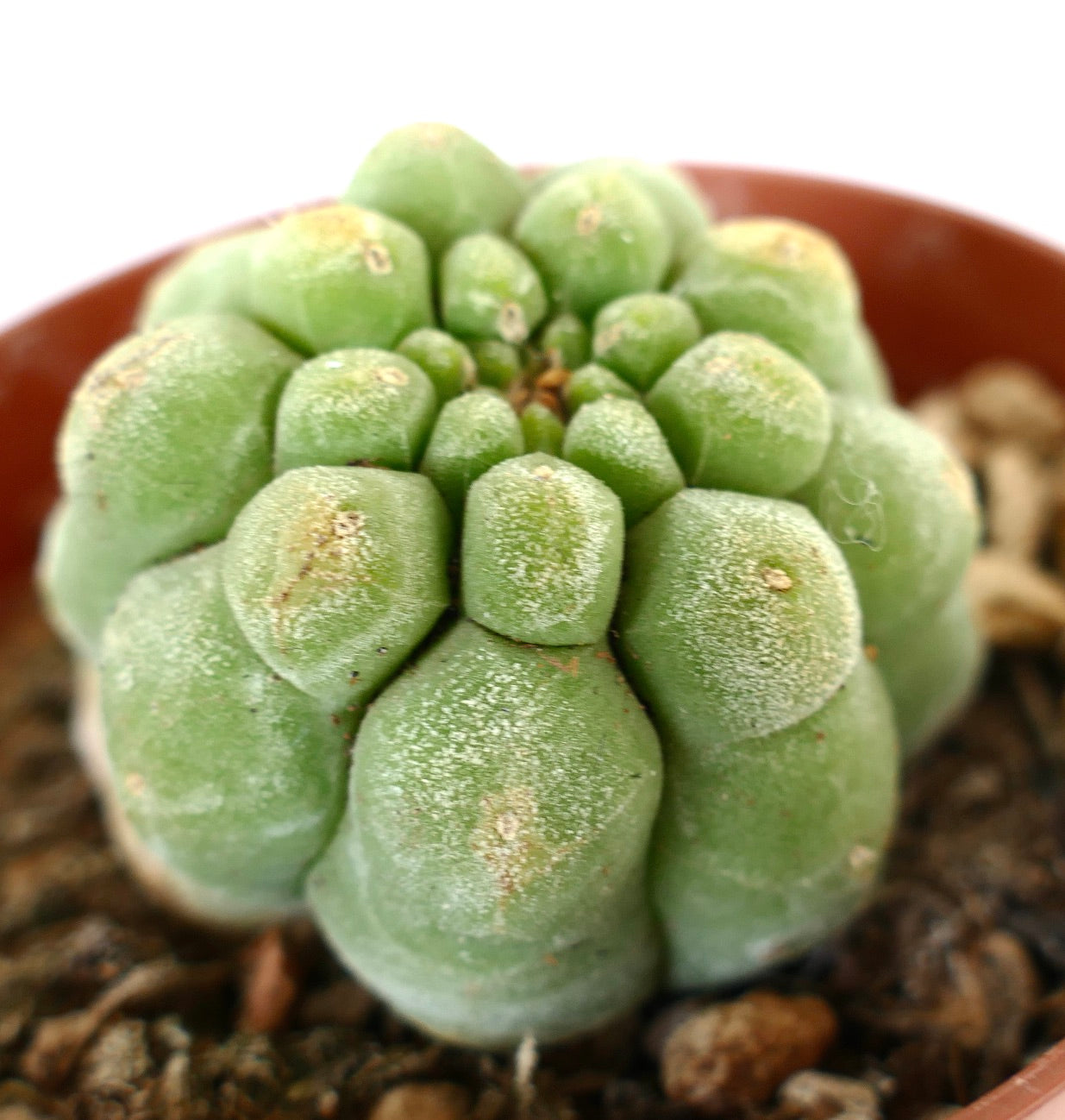 Matucana madisoniorum form KIKKO