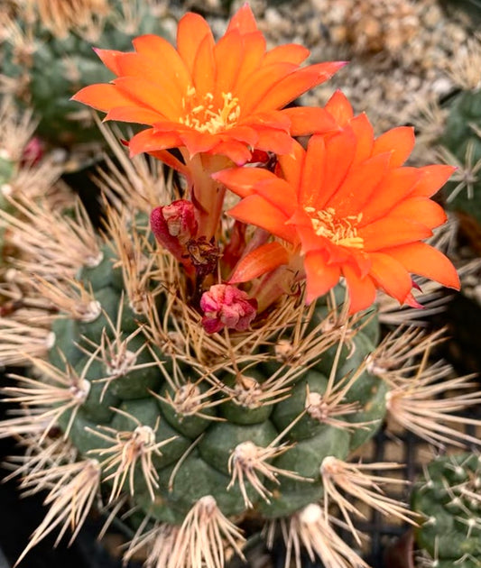 Matucana oreodoxa cactus with bright orange flowers and sharp beige spines close-up