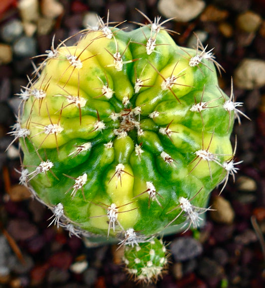 Matucana polzii VARIEGATED