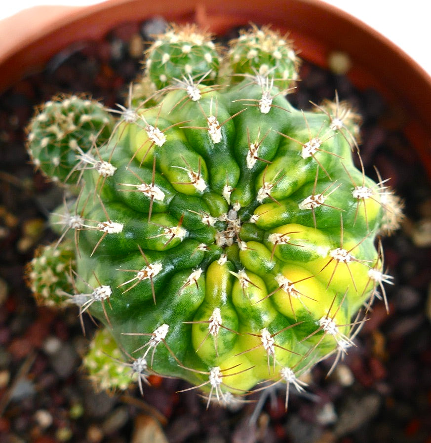 Matucana polzii VARIEGATED