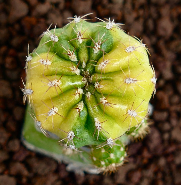 Matucana polzii VARIEGATED