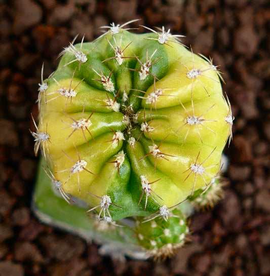 Matucana polzii VARIEGATED