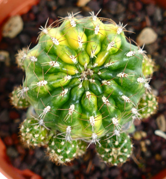 マツカナ・ポルツィイ | Botanical Archive | ユニークなサボテン品種