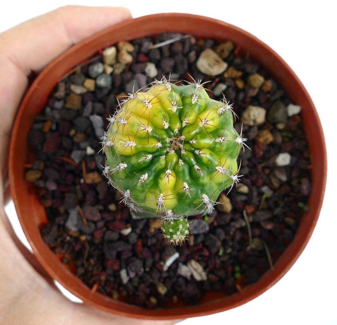 Matucana polzii VARIEGATA YY8