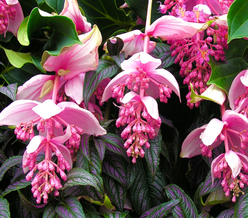 Medinilla magnifica 15-40cm