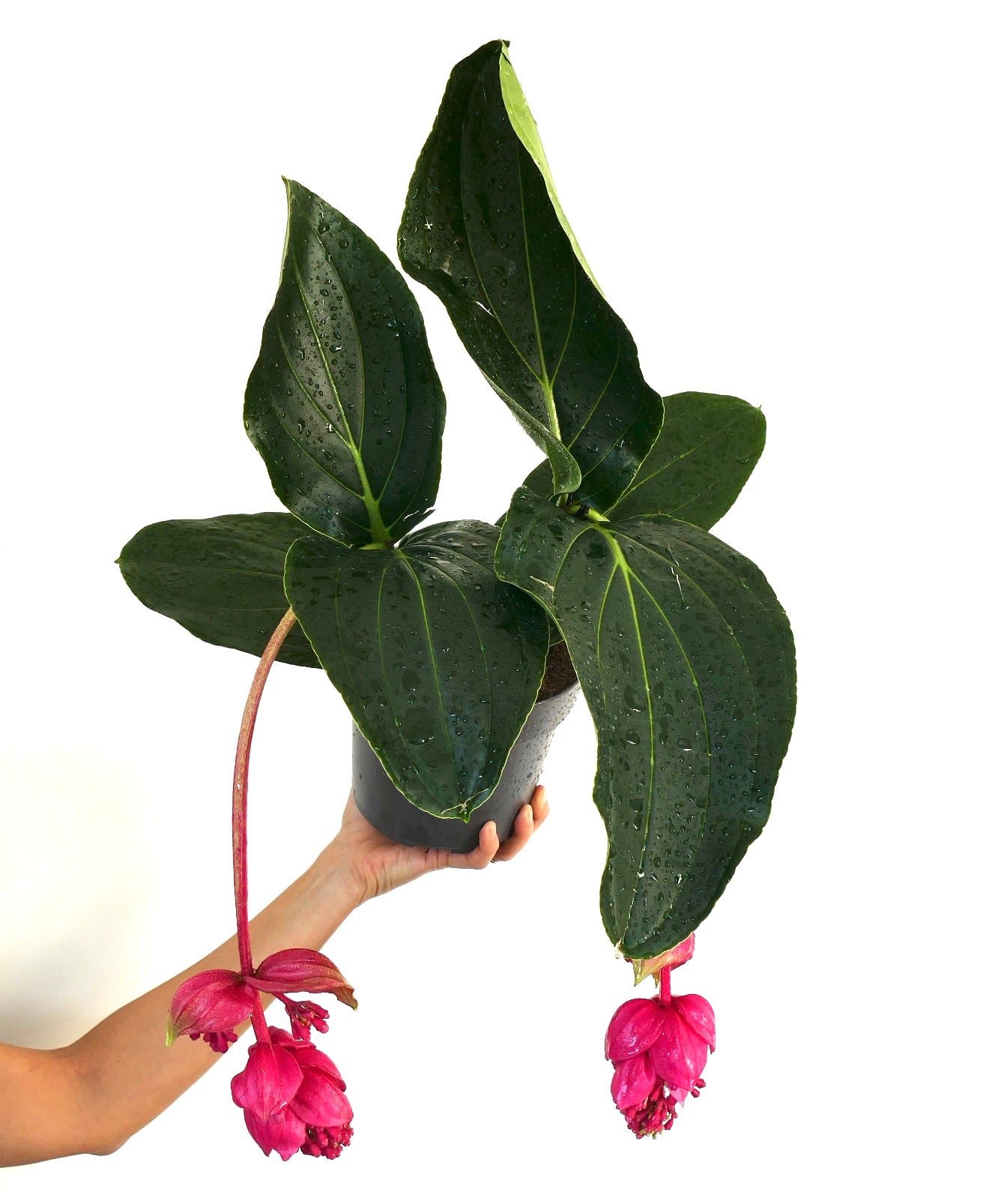 Medinilla magnifica 15-40cm