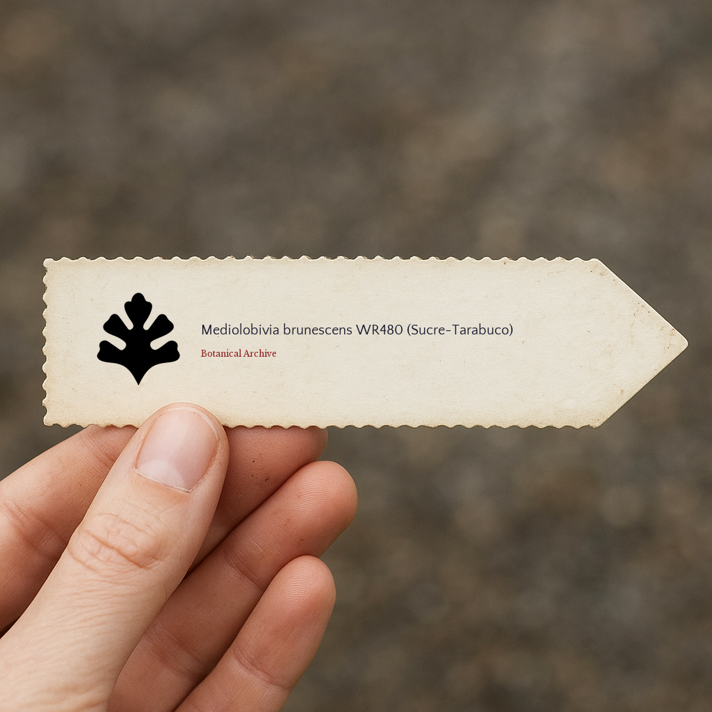보타니컬 아카이브 로고가 있는 메디오로비비아 브루네센스 WR480 식물 프린트 라벨