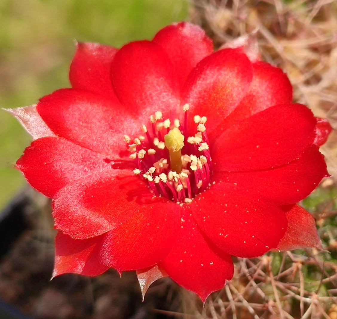 Fiore rosso brillante di cactus Mediolobivia atrovirens con stami gialli e sfondo succulento spinato