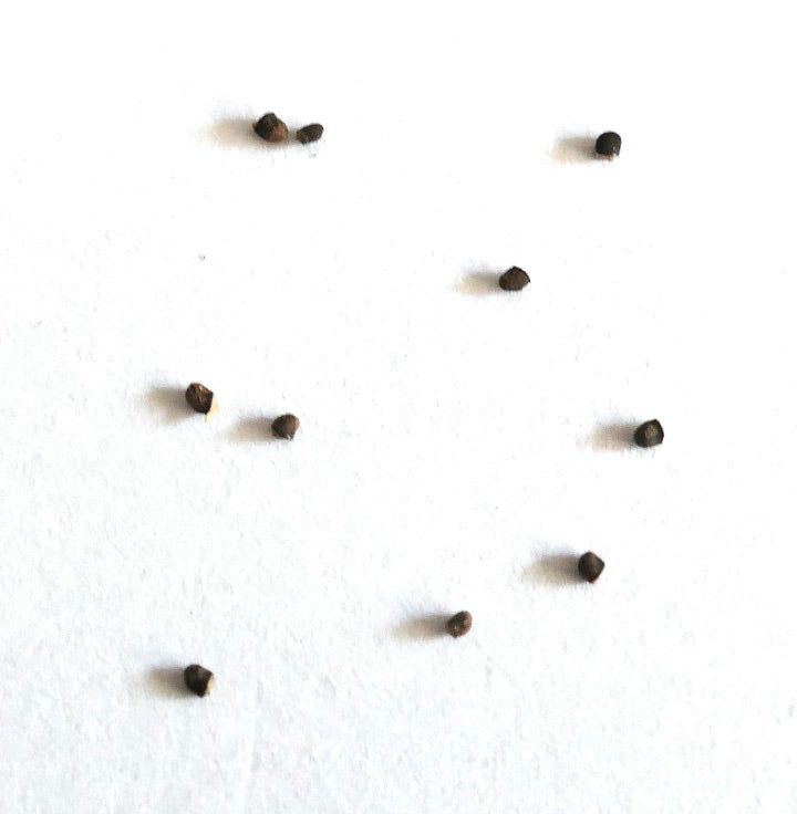 Zeldzame cactuszaden van Mediolobivia einsteinii var. aureiflora op een witte achtergrond